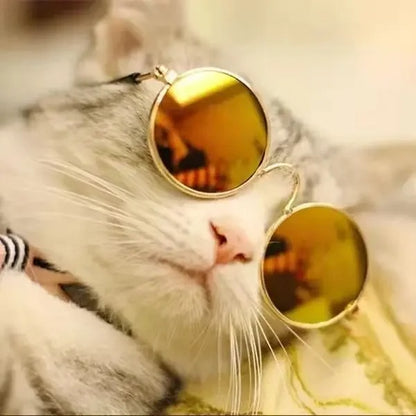 Meowradise Shades