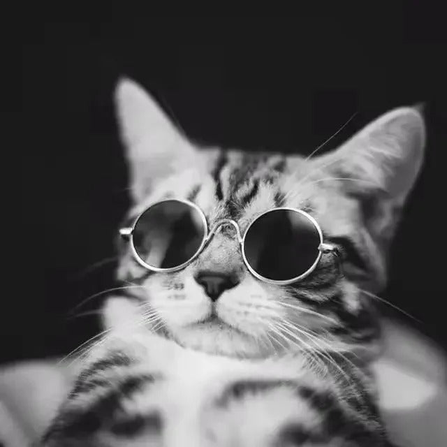 Meowradise Shades